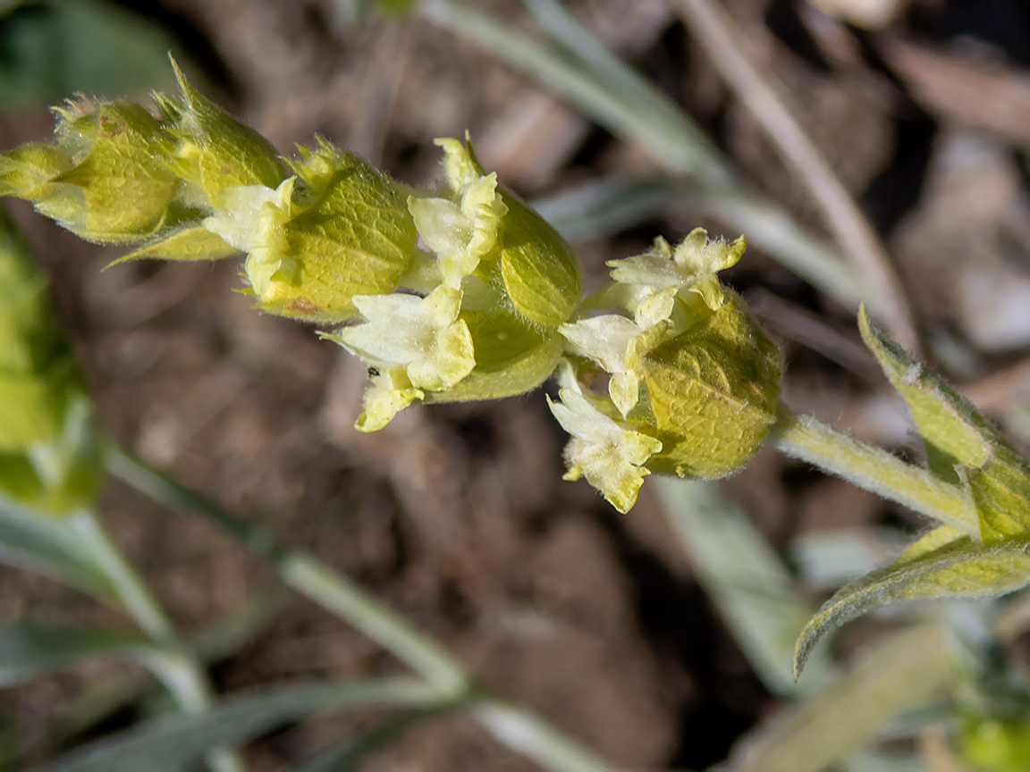 Изображение особи Sideritis catillaris.