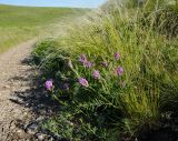 Astragalus onobrychis