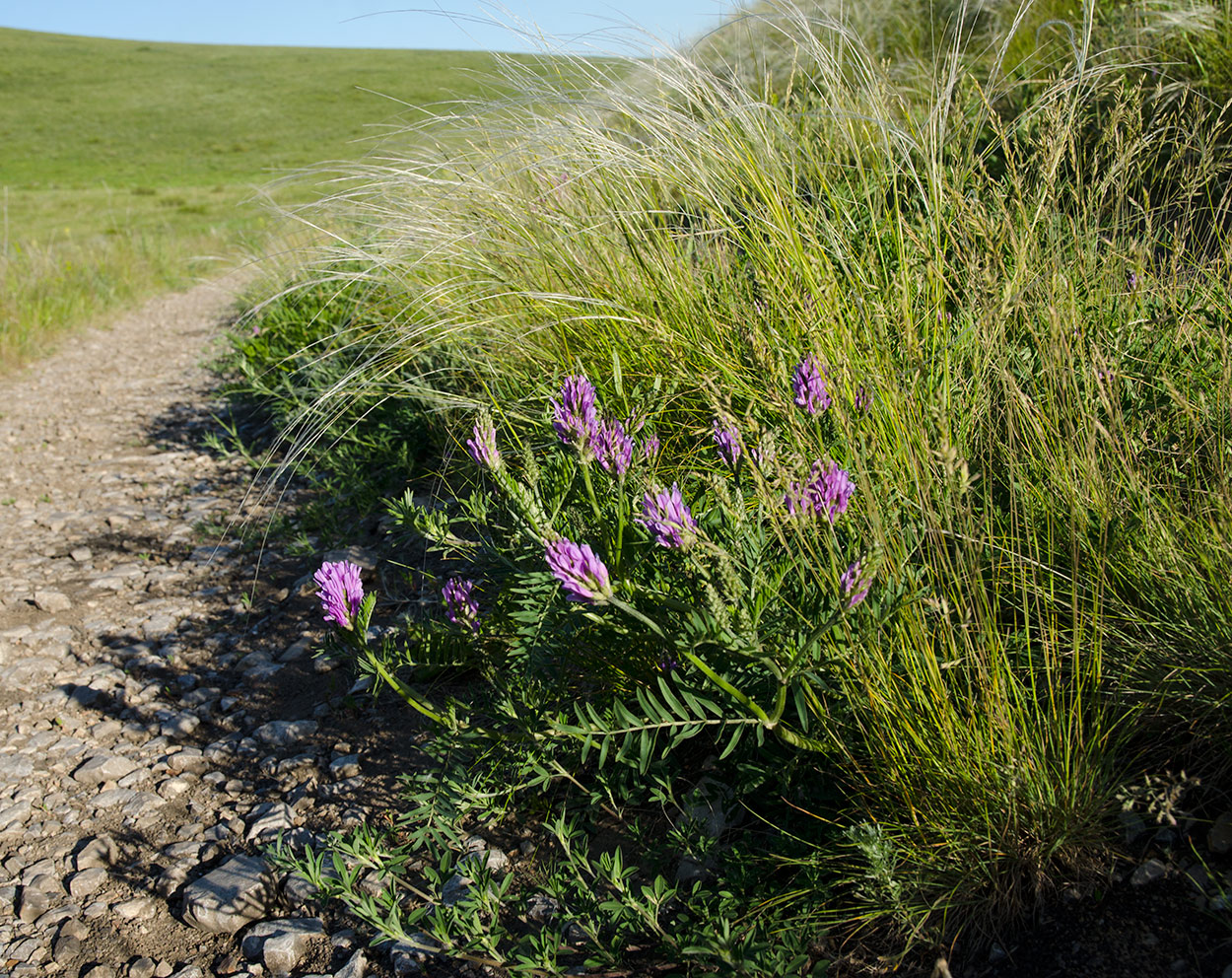 Image of Astragalus onobrychis specimen.