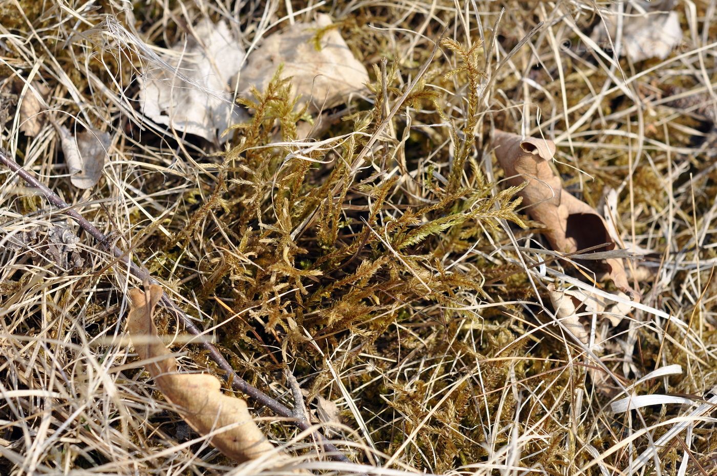 Image of ordo Hypnales specimen.
