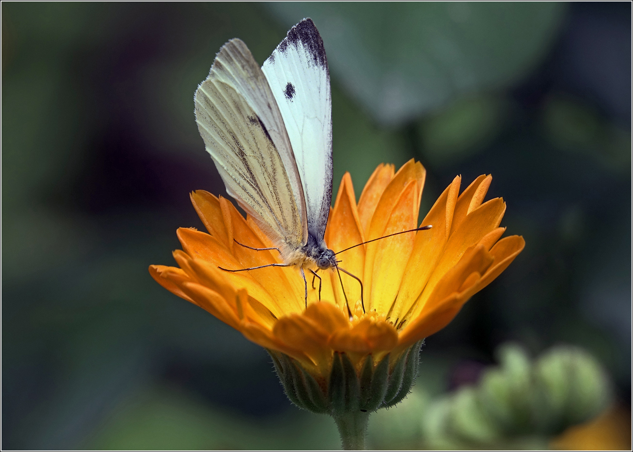 Image of Calendula officinalis specimen.