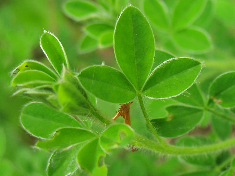 Image of Chamaecytisus hirsutus specimen.