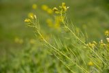Brassica campestris