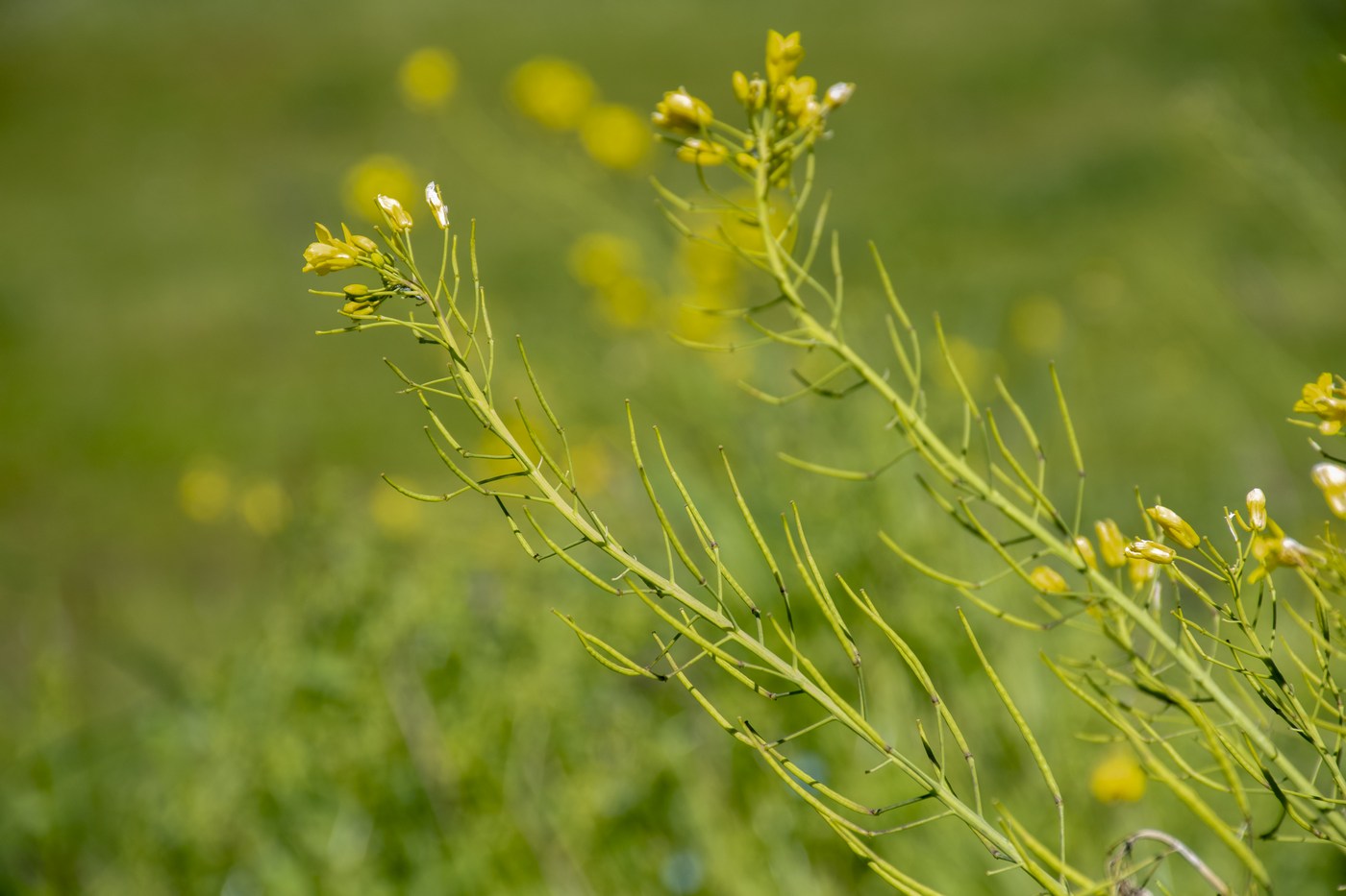 Image of Brassica campestris specimen.