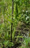genus Pedicularis