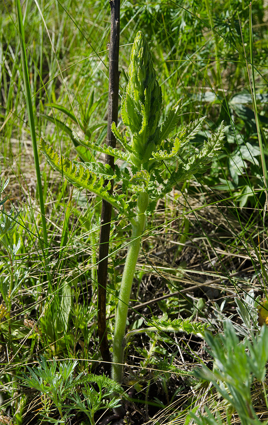 Image of genus Pedicularis specimen.