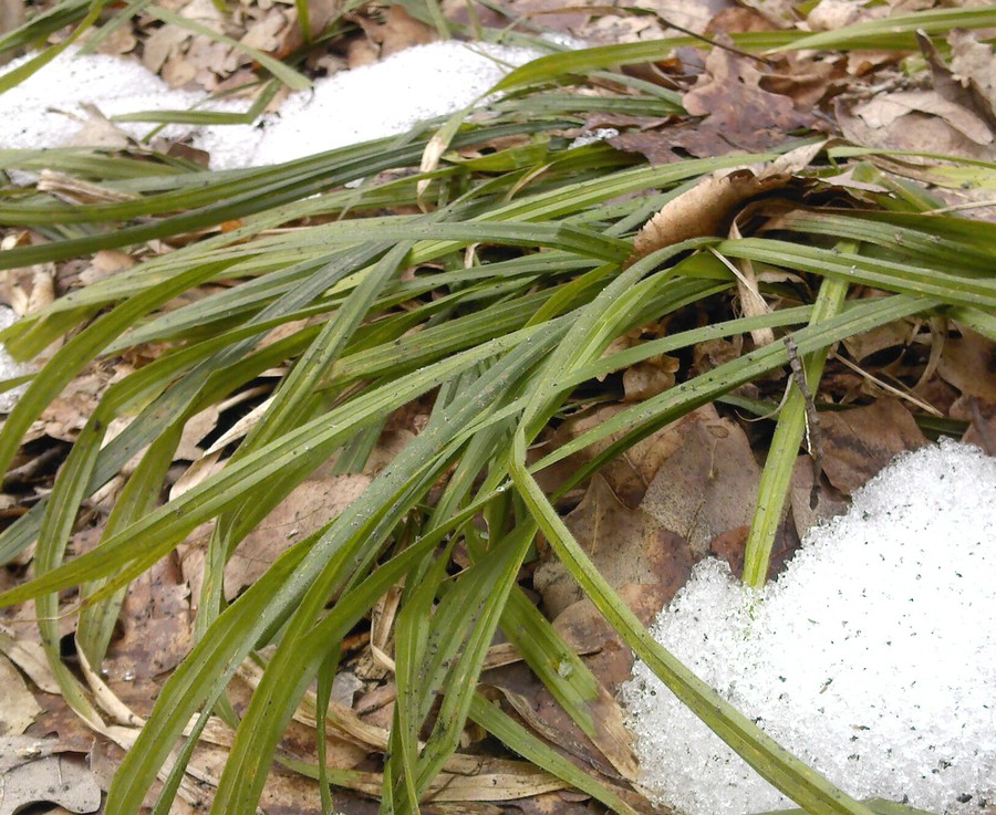 Image of Carex pilosa specimen.