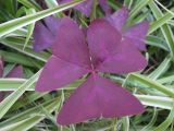 View full-size image Oxalis triangularis