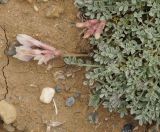 View full-size image genus Astragalus