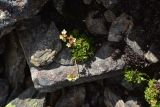 View full-size image Saxifraga exarata