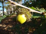 Смотреть изображение Quercus castaneifolia