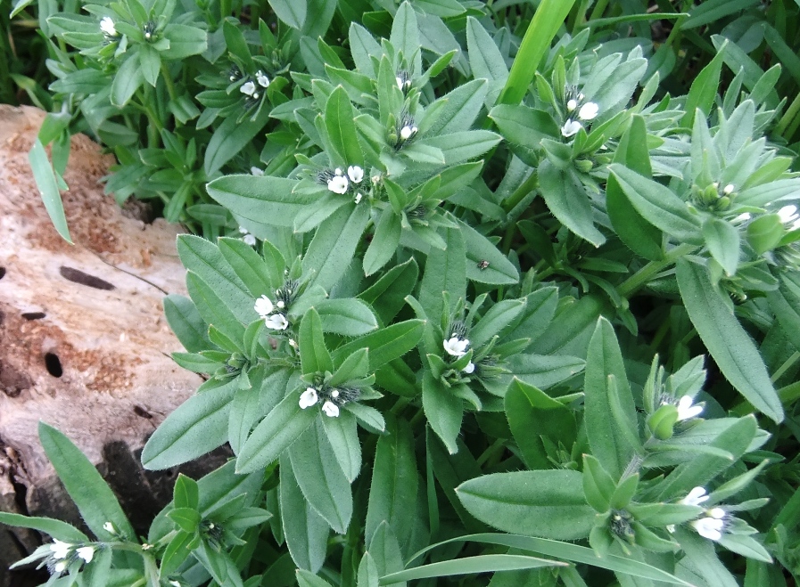 Изображение особи Buglossoides arvensis.