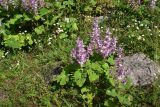 View full-size image Salvia sclarea