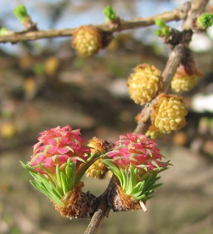 Image of Larix sibirica specimen.