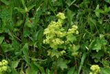 View full-size image genus Alchemilla