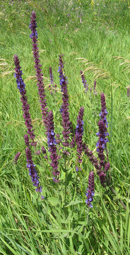 Изображение особи Salvia tesquicola.