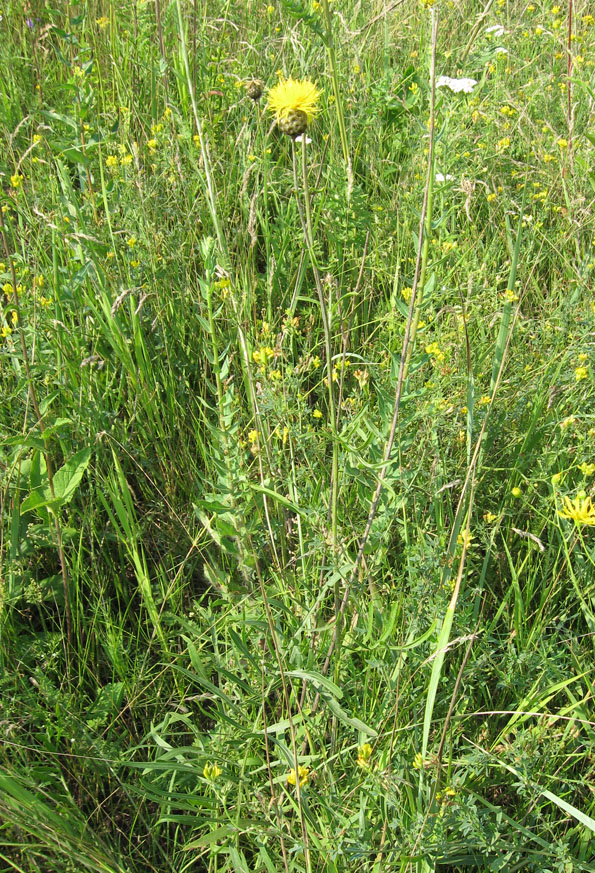 Image of Centaurea orientalis specimen.