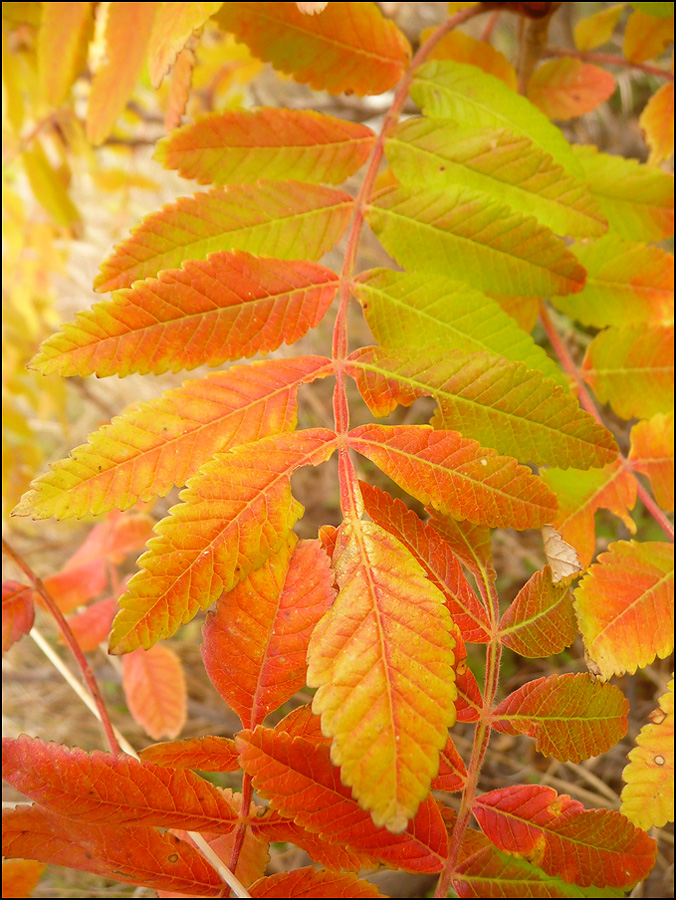 Image of Rhus coriaria specimen.