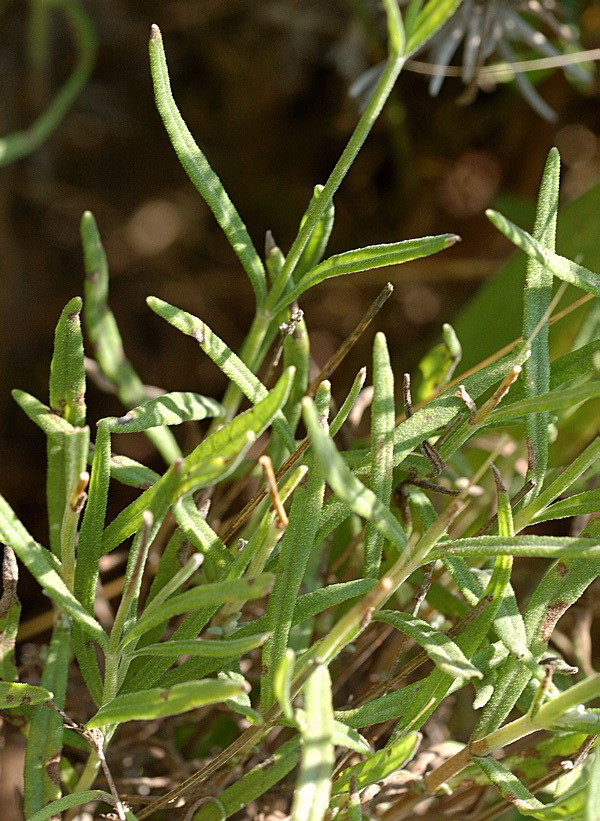 Image of Lavandula angustifolia specimen.