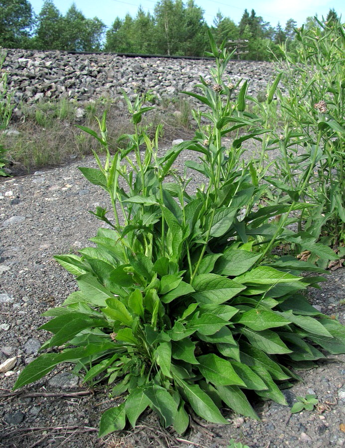 Image of Centaurea jacea specimen.