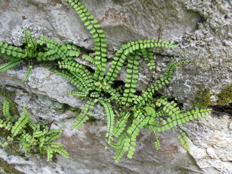 Image of Asplenium trichomanes specimen.