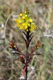 Orthanthella lutea. Верхняя часть цветущего растения. Крым, Севастополь, мыс Фиолент. 14 сентября 2011 г.