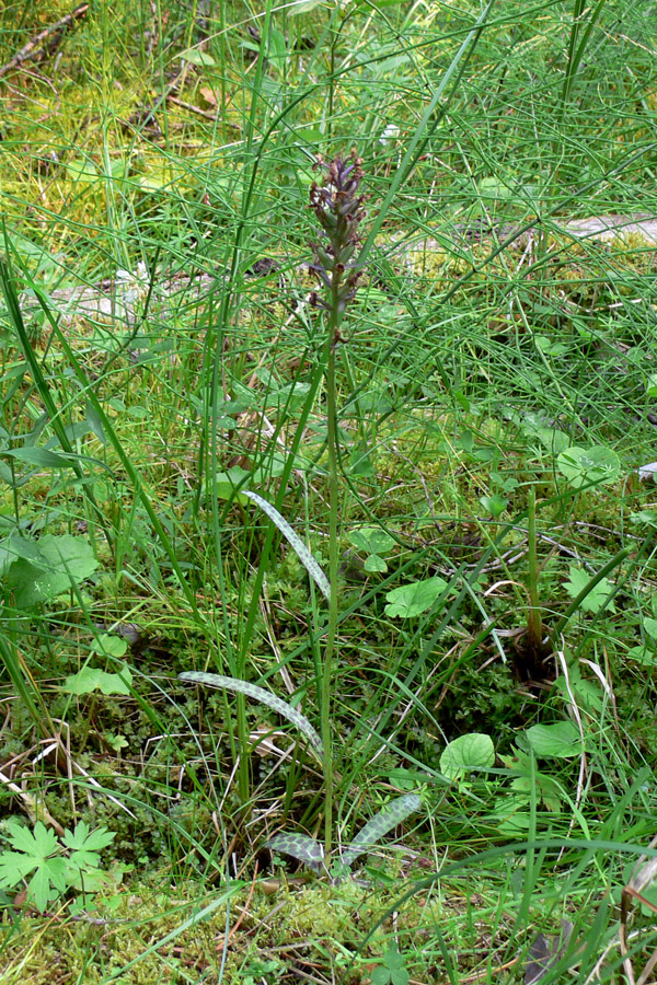 Изображение особи Dactylorhiza fuchsii.