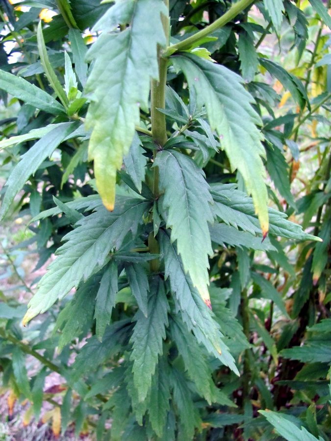 Изображение особи Leucanthemella serotina.