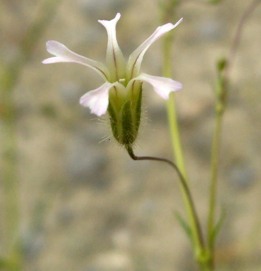 Изображение особи Pseudosaponaria pilosa.