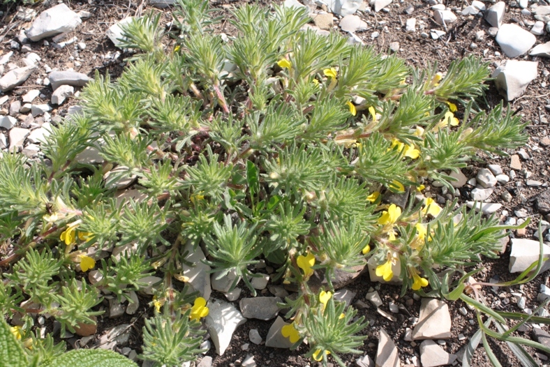 Image of Ajuga chia specimen.