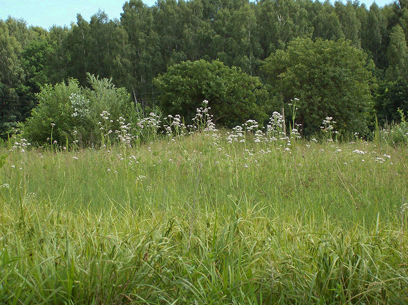 Image of Valeriana officinalis specimen.