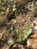 Taraxacum ostenfeldii. Растение с бутонами. Свердловская обл., окр. г. Североуральск, правый берег канала Дублёр, известняковая осыпь по склону. 24.05.2011.