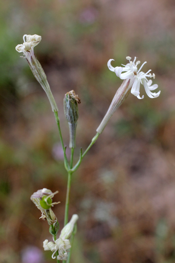 Изображение особи Silene sarawschanica.