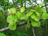 Ulmus laevis