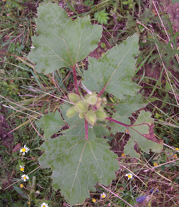 Image of Xanthium orientale specimen.