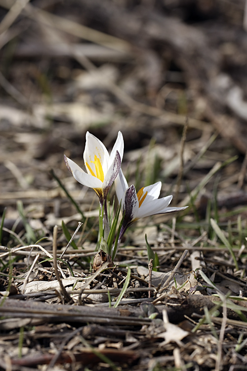 Image of Crocus alatavicus specimen.