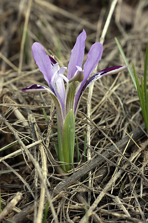 Image of Iridodictyum kolpakowskianum specimen.