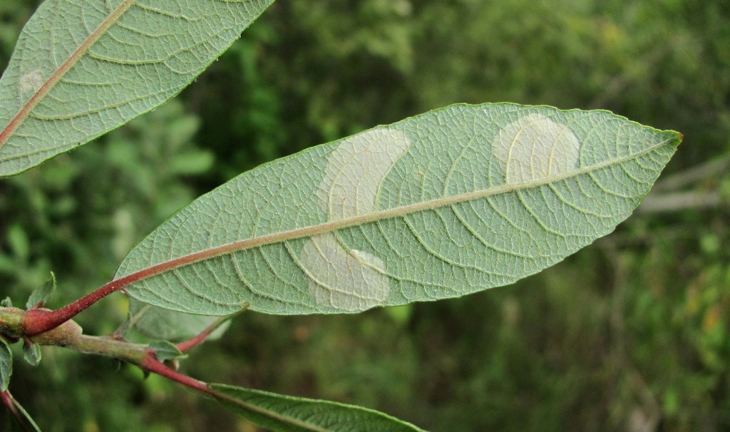 Image of Salix cinerea specimen.