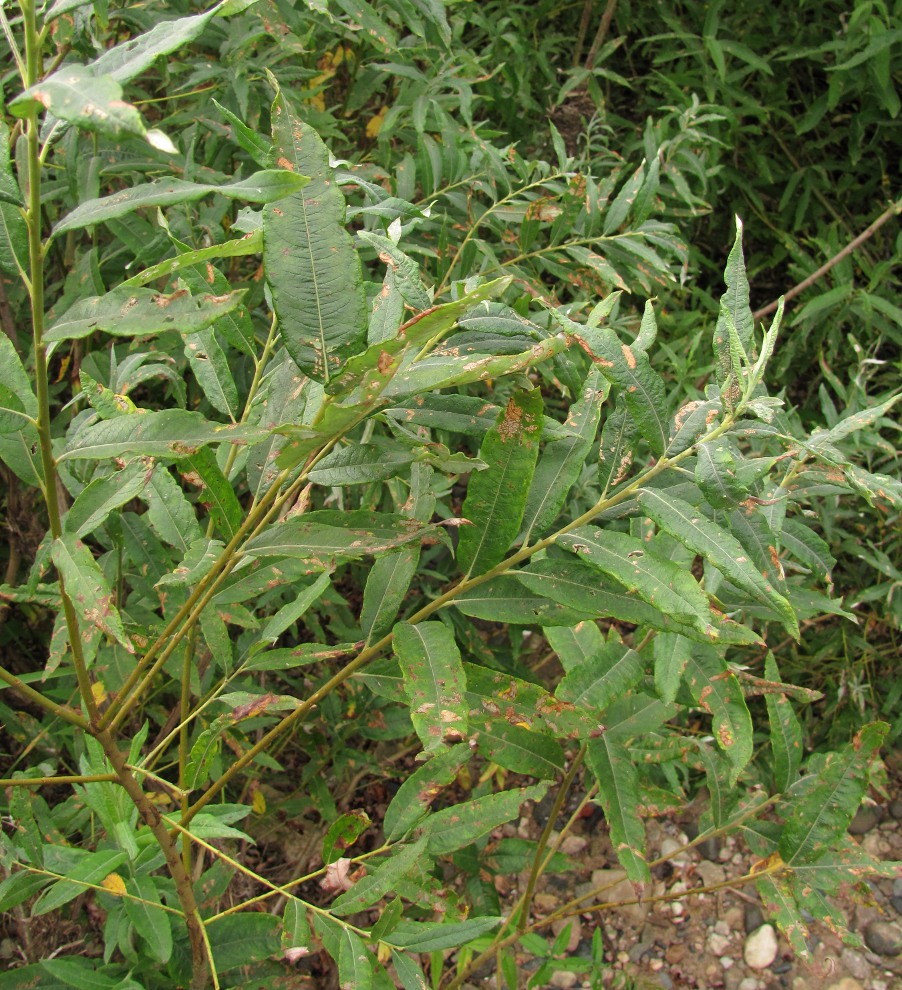 Image of Salix &times; schaburovii specimen.