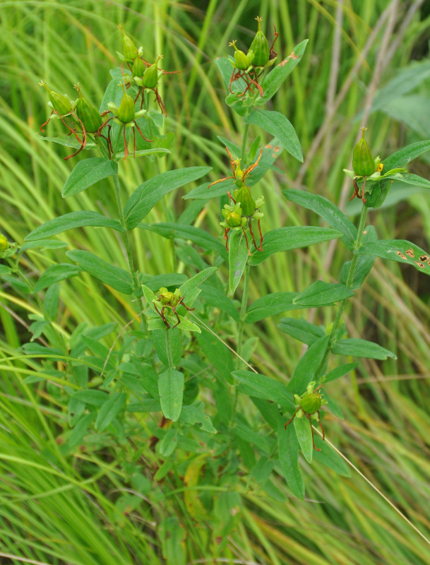 Image of Hypericum gebleri specimen.