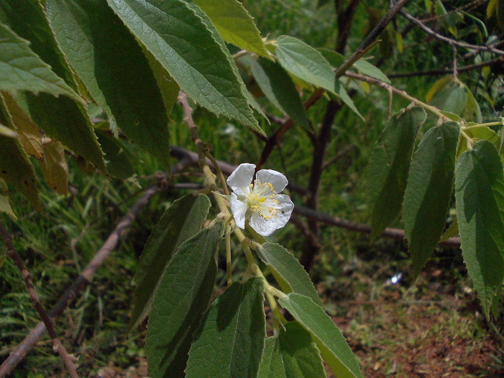 Image of Muntingia calabura specimen.