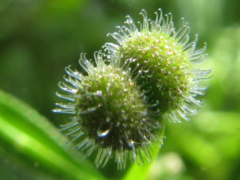 Image of Galium aparine specimen.