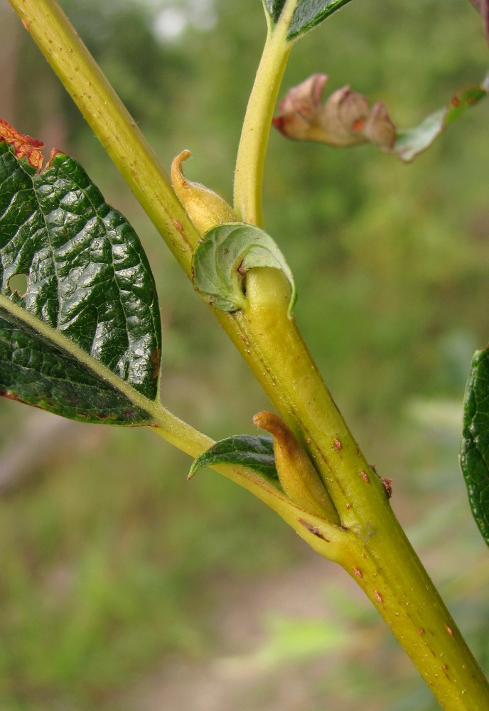 Image of genus Salix specimen.