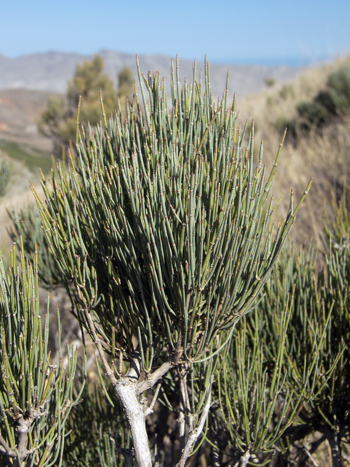 Image of Ephedra procera specimen.