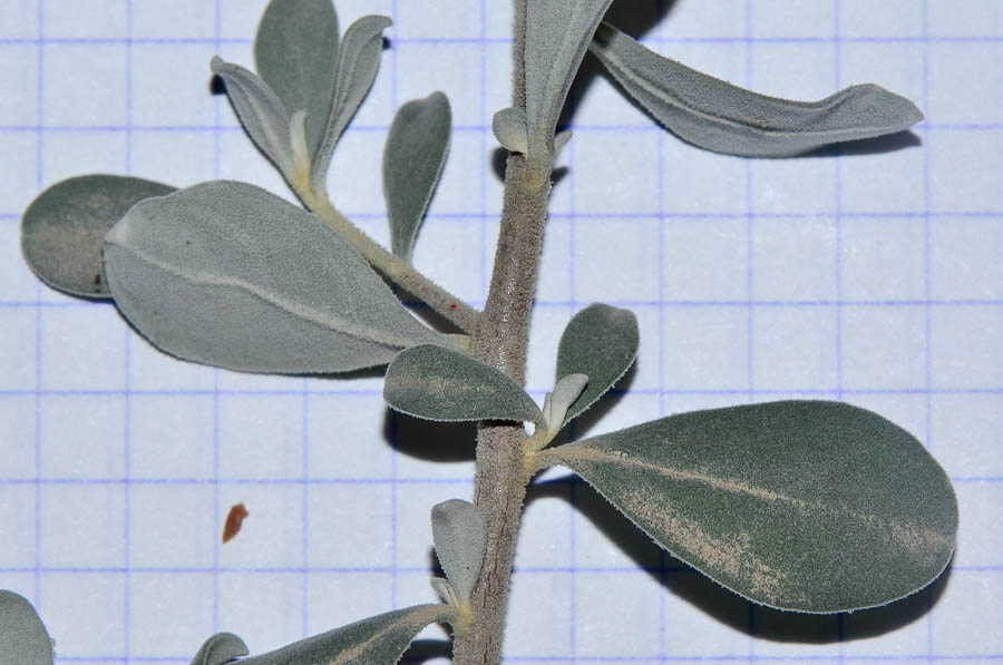 Изображение особи Leucophyllum frutescens.