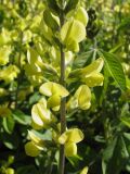 Baptisia sphaerocarpa