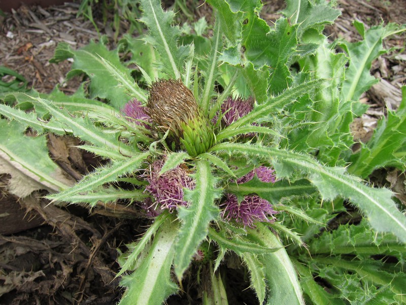 Изображение особи Cirsium esculentum.