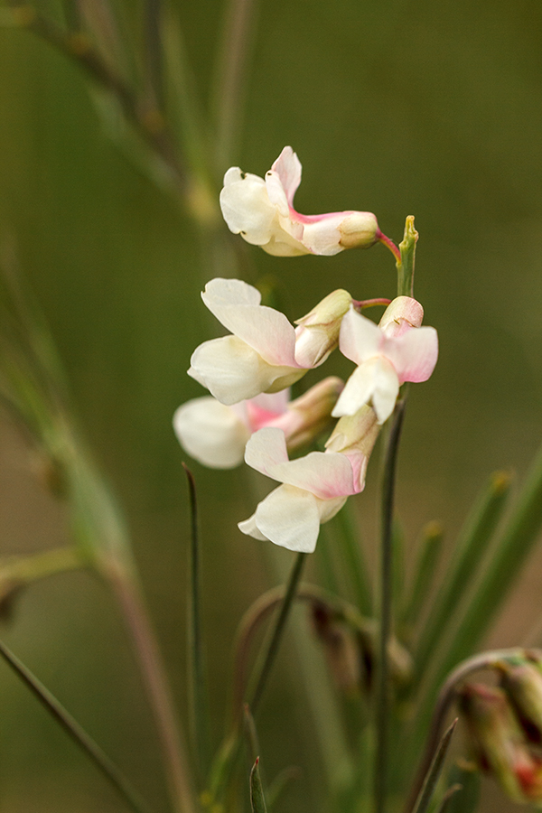 Image of Lathyrus lacteus specimen.