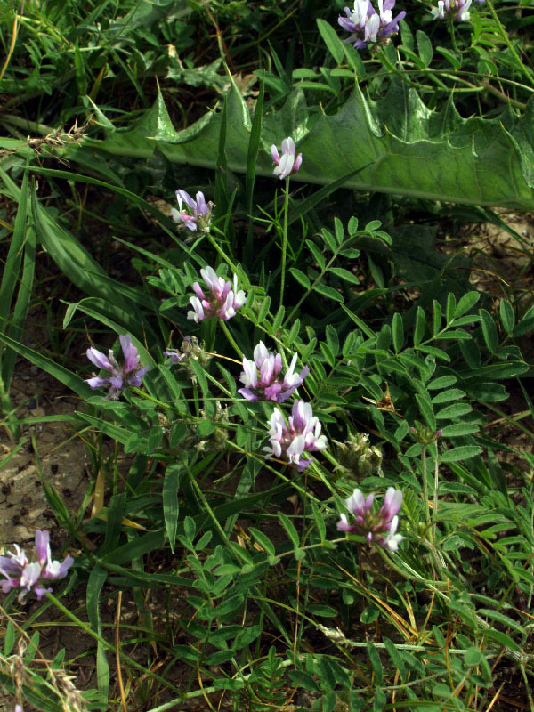 Изображение особи Astragalus filicaulis.