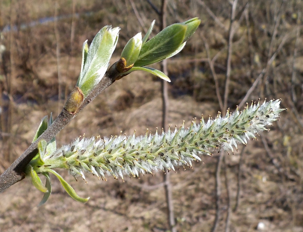 Image of Salix gmelinii specimen.